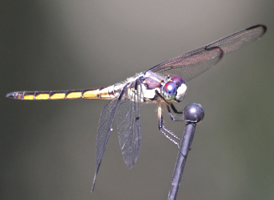 Great Blue Skimmer